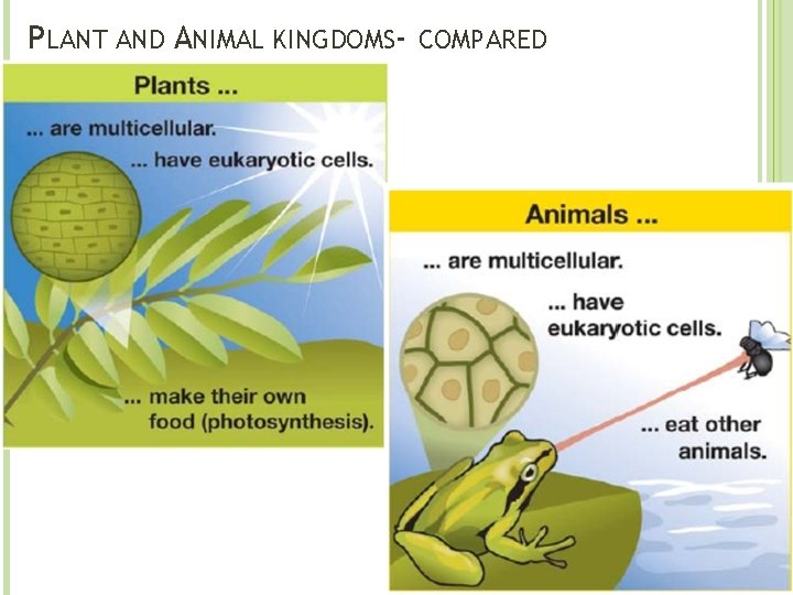 PLANT AND ANIMAL KINGDOMS- COMPARED 
