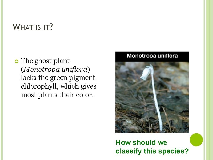WHAT IS IT? The ghost plant (Monotropa uniflora) lacks the green pigment chlorophyll, which