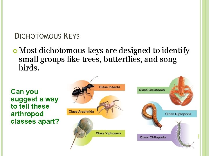 DICHOTOMOUS KEYS Most dichotomous keys are designed to identify small groups like trees, butterflies,