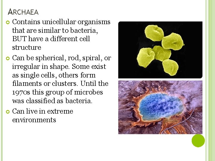 ARCHAEA Contains unicellular organisms that are similar to bacteria, BUT have a different cell