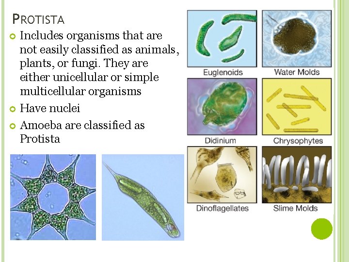 PROTISTA Includes organisms that are not easily classified as animals, plants, or fungi. They