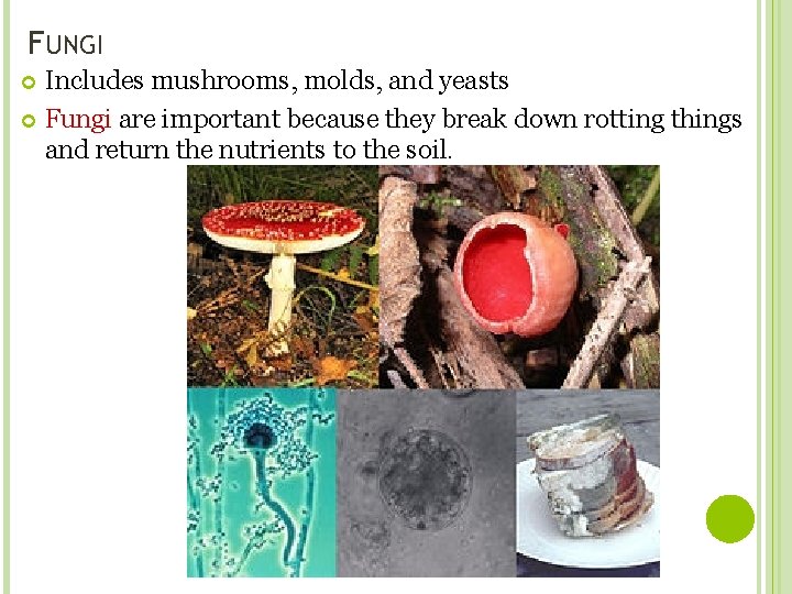 FUNGI Includes mushrooms, molds, and yeasts Fungi are important because they break down rotting