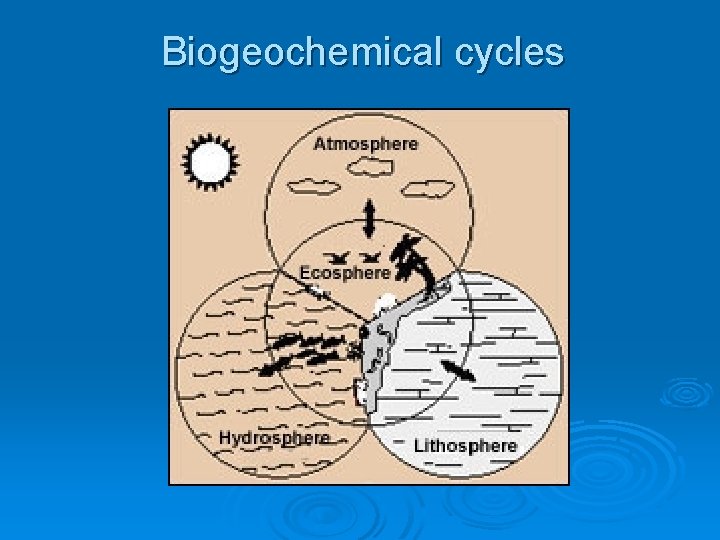 Biogeochemical cycles 