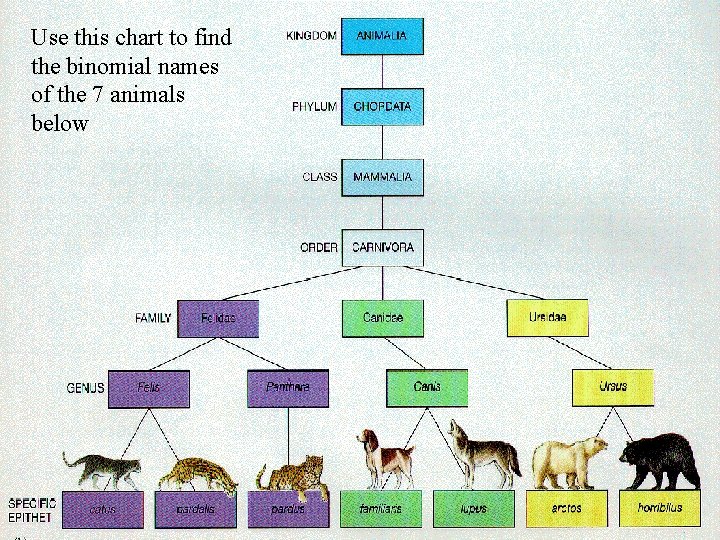 Use this chart to find the binomial names of the 7 animals below 