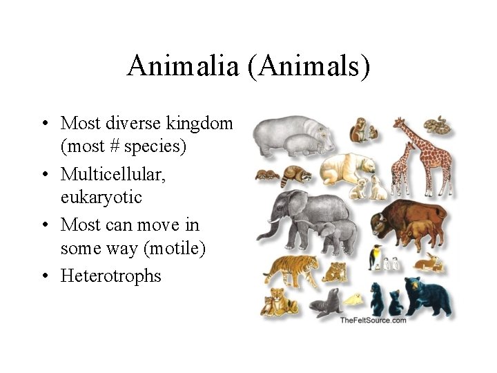 Animalia (Animals) • Most diverse kingdom (most # species) • Multicellular, eukaryotic • Most