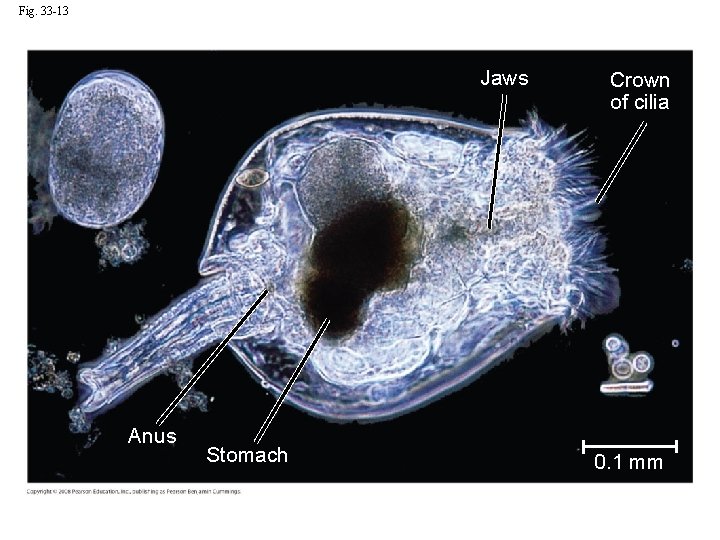 Fig. 33 -13 Jaws Anus Stomach Crown of cilia 0. 1 mm 