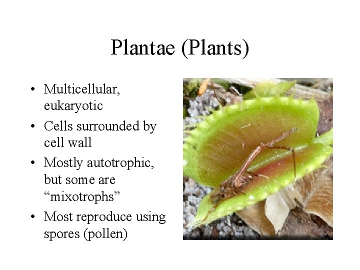 Plantae (Plants) • Multicellular, eukaryotic • Cells surrounded by cell wall • Mostly autotrophic,