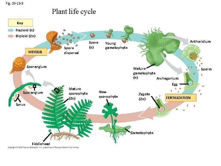 Fig. 29 -13 -3 Plant life cycle Key Haploid (n) Diploid (2 n) MEIOSIS
