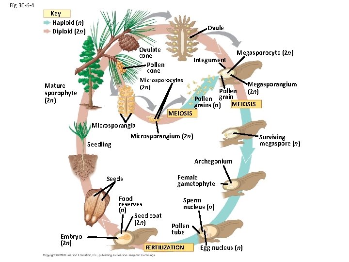 Fig. 30 -6 -4 Key Haploid (n) Diploid (2 n) Ovule Ovulate cone Pollen