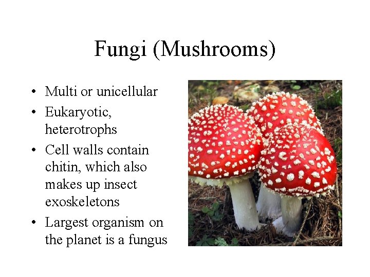 Fungi (Mushrooms) • Multi or unicellular • Eukaryotic, heterotrophs • Cell walls contain chitin,
