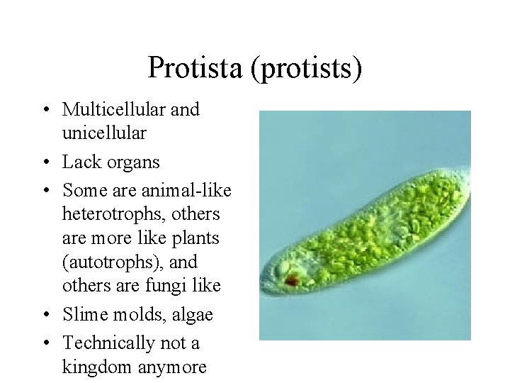 Protista (protists) • Multicellular and unicellular • Lack organs • Some are animal-like heterotrophs,