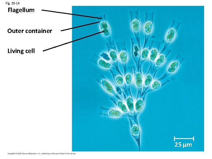Fig. 28 -14 Flagellum Outer container Living cell 25 µm 