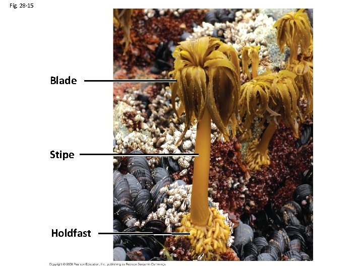 Fig. 28 -15 Blade Stipe Holdfast 