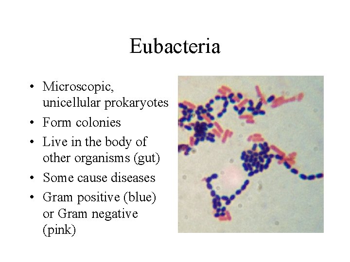 Eubacteria • Microscopic, unicellular prokaryotes • Form colonies • Live in the body of