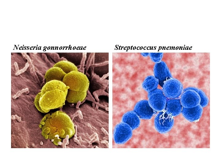 Neisseria gonnorrhoeae Streptococcus pnemoniae 