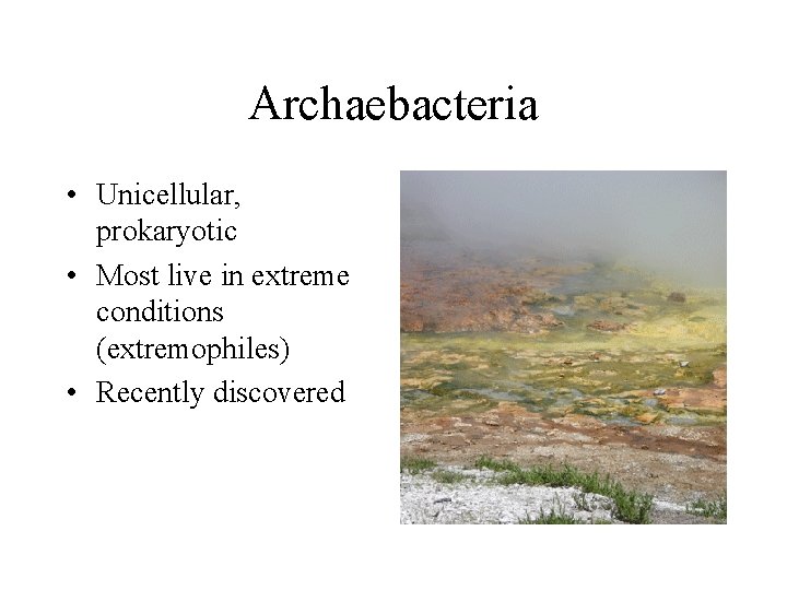 Archaebacteria • Unicellular, prokaryotic • Most live in extreme conditions (extremophiles) • Recently discovered