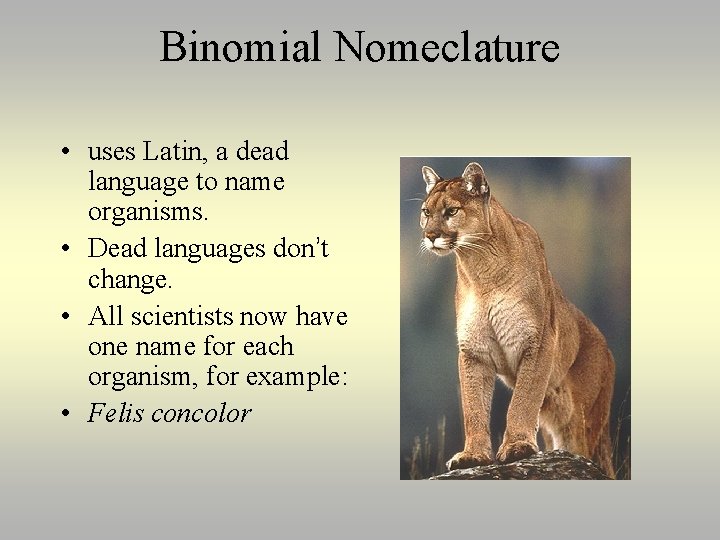 Binomial Nomeclature • uses Latin, a dead language to name organisms. • Dead languages