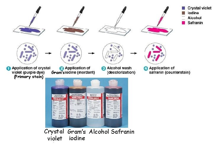 (Primary stain) Gram’s Crystal Gram’s Alcohol Safranin Gram’s violet iodine Crystal 