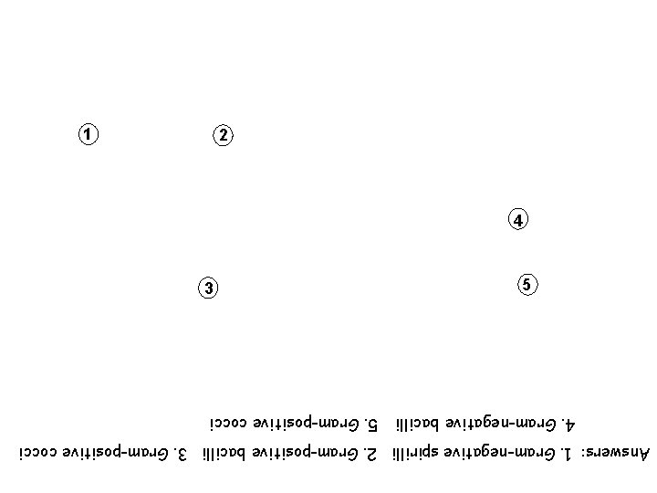 Answers: 1. Gram-negative spirilli 2. Gram-positive bacilli 3. Gram-positive cocci 4. Gram-negative bacilli 5.