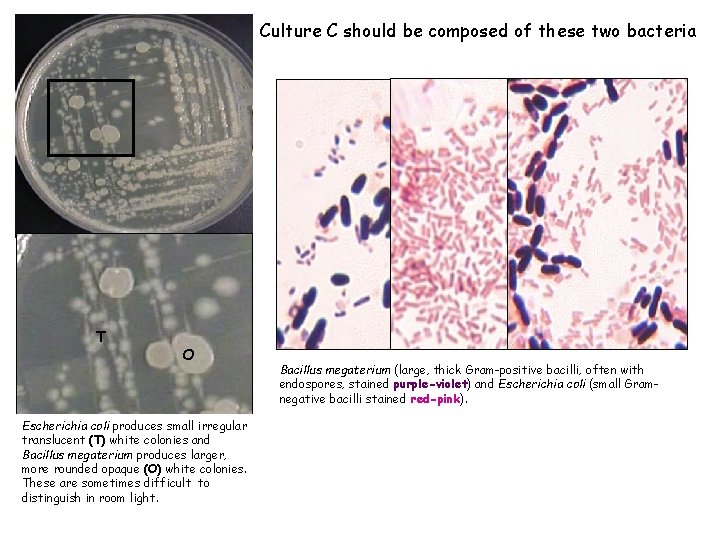 Culture C should be composed of these two bacteria T O Escherichia coli produces