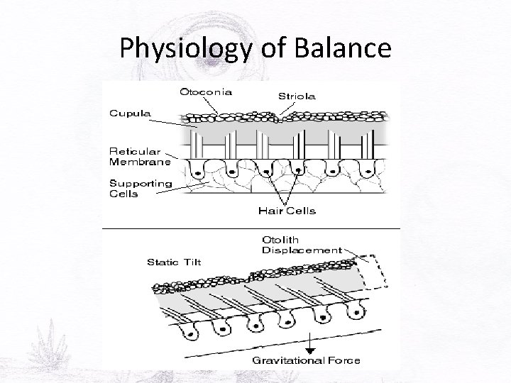 Structure Involved With Balance The Senses Sights and Sounds Anatomy ADay 22820