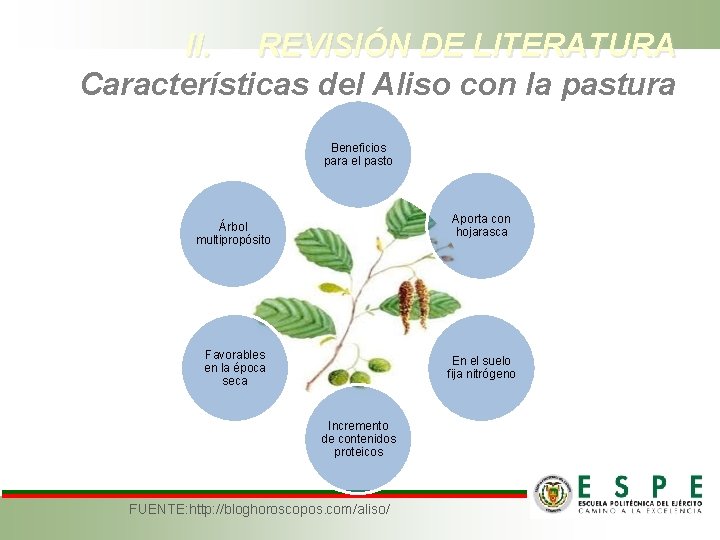 II. REVISIÓN DE LITERATURA Características del Aliso con la pastura Beneficios para el pasto