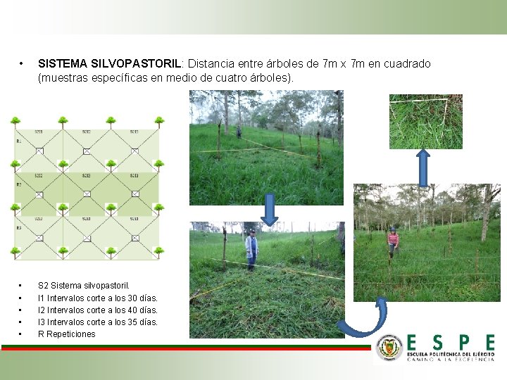  • SISTEMA SILVOPASTORIL: Distancia entre árboles de 7 m x 7 m en