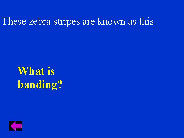 These zebra stripes are known as this. What is banding? 