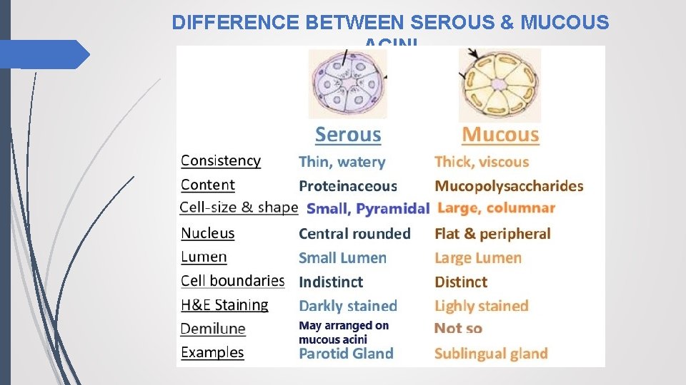 DIFFERENCE BETWEEN SEROUS & MUCOUS ACINI 