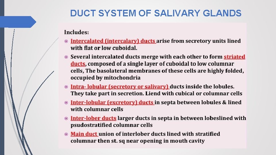 DUCT SYSTEM OF SALIVARY GLANDS 