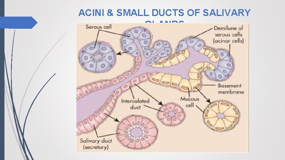 ACINI & SMALL DUCTS OF SALIVARY GLANDS 