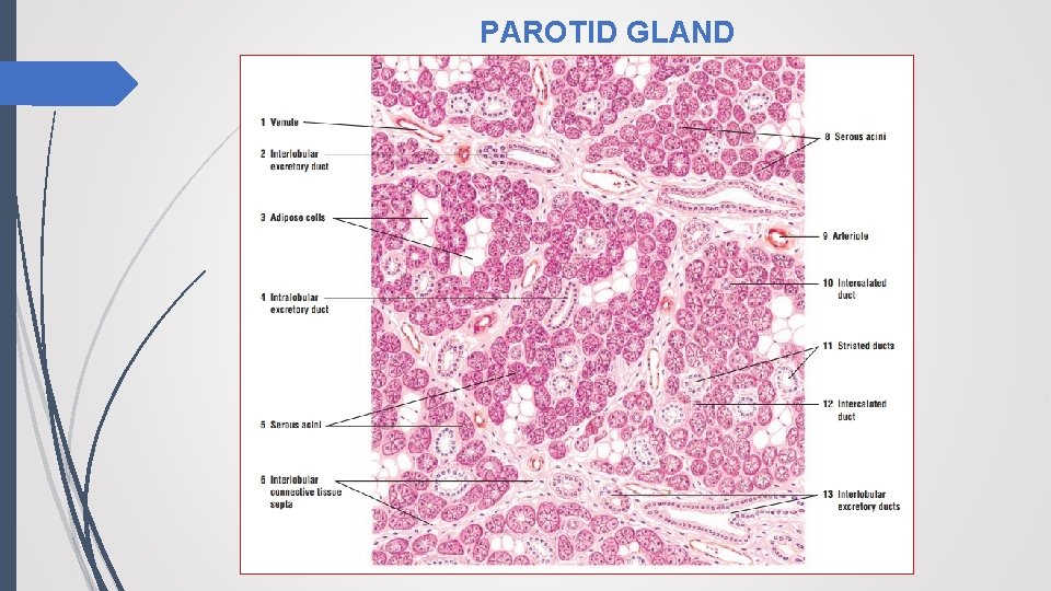 PAROTID GLAND 