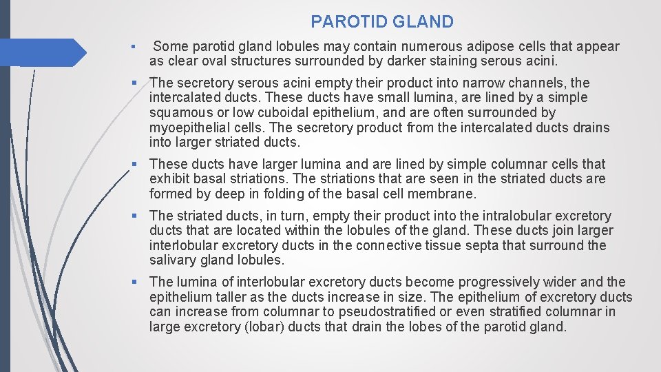 PAROTID GLAND § Some parotid gland lobules may contain numerous adipose cells that appear