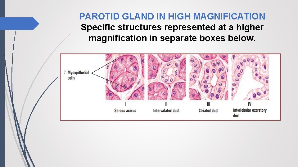 PAROTID GLAND IN HIGH MAGNIFICATION Specific structures represented at a higher magnification in separate