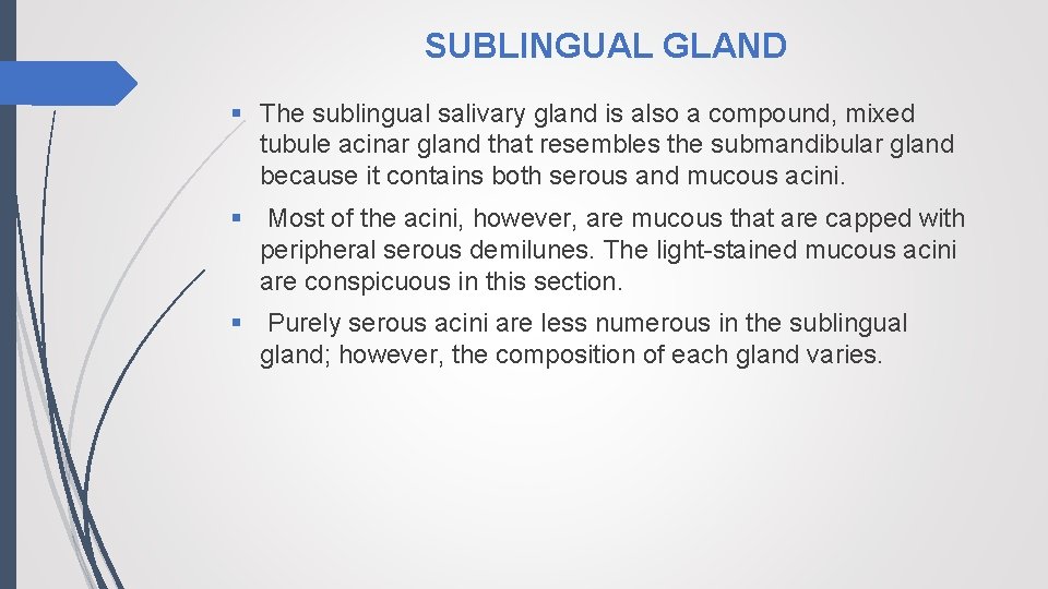 SUBLINGUAL GLAND § The sublingual salivary gland is also a compound, mixed tubule acinar