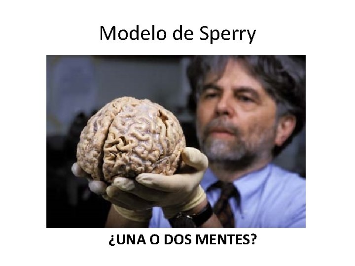 Modelo de Sperry ¿UNA O DOS MENTES? 