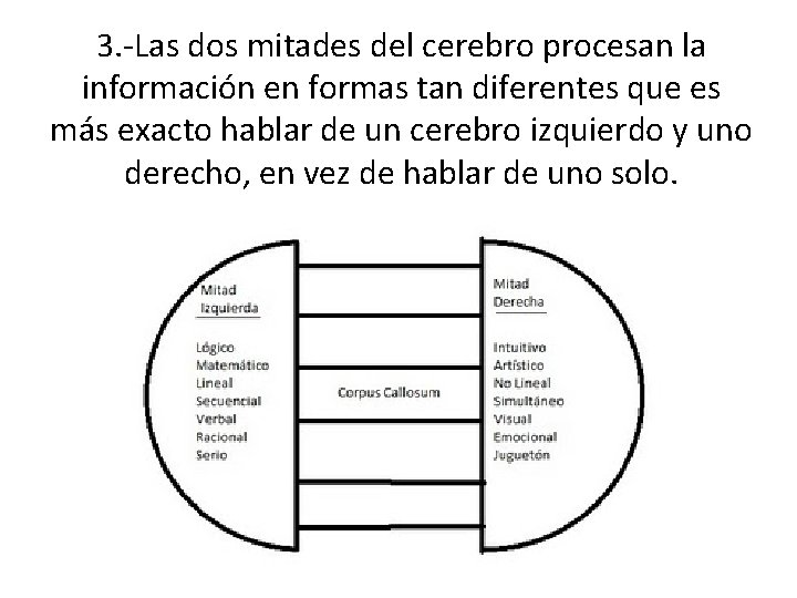 3. -Las dos mitades del cerebro procesan la información en formas tan diferentes que