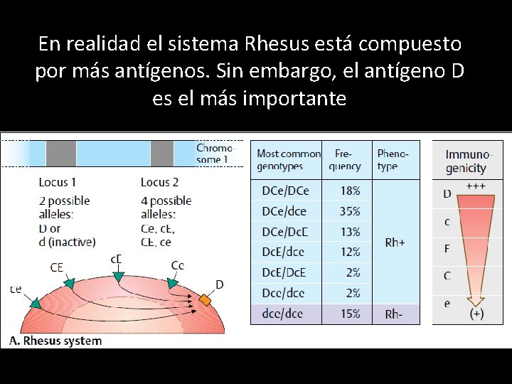 En realidad el sistema Rhesus está compuesto por más antígenos. Sin embargo, el antígeno