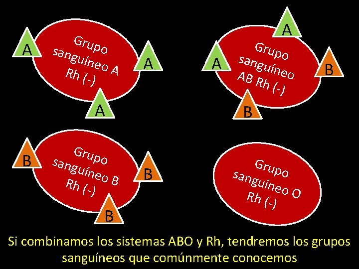 A Grup o sang uíne Rh (- o A ) A A A B