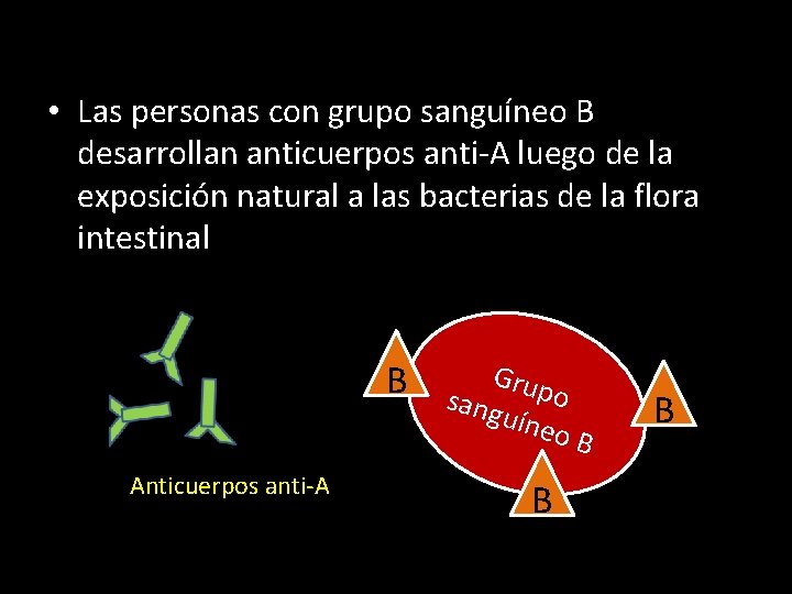  • Las personas con grupo sanguíneo B desarrollan anticuerpos anti-A luego de la