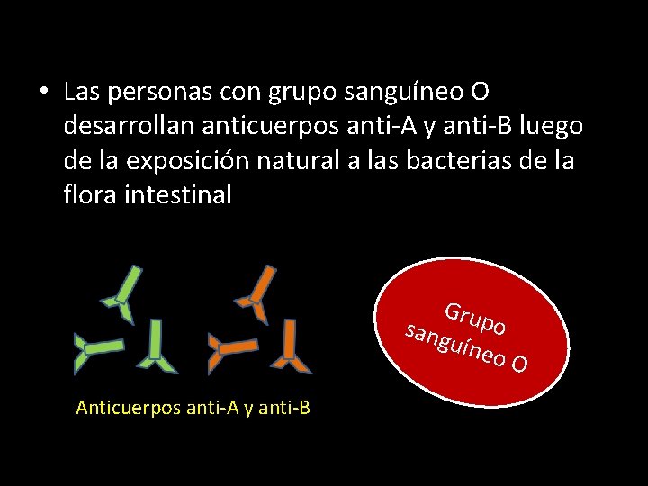  • Las personas con grupo sanguíneo O desarrollan anticuerpos anti-A y anti-B luego