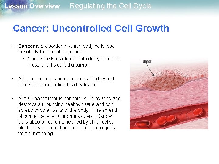 Lesson Overview Regulating the Cell Cycle Cancer: Uncontrolled Cell Growth • Cancer is a