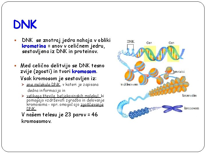 DNK § DNK se znotraj jedra nahaja v obliki kromatina = snov v celičnem