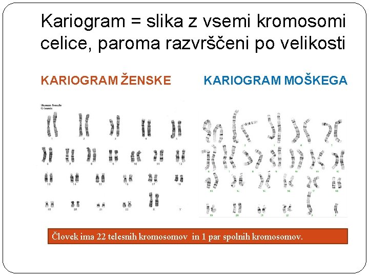 Kariogram = slika z vsemi kromosomi celice, paroma razvrščeni po velikosti KARIOGRAM ŽENSKE KARIOGRAM