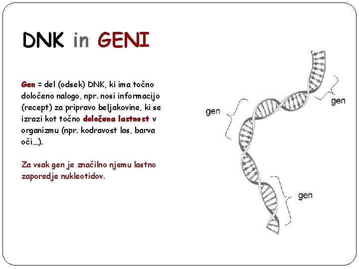 DNK in GENI Gen = del (odsek) DNK, ki ima točno določeno nalogo, npr.