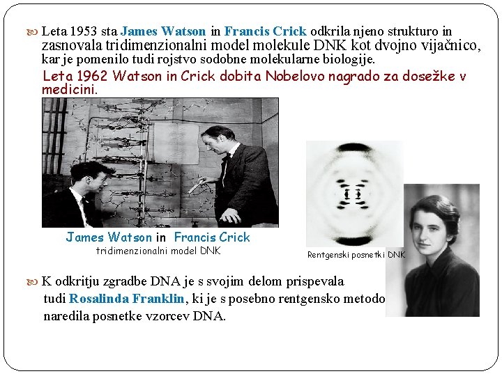  Leta 1953 sta James Watson in Francis Crick odkrila njeno strukturo in zasnovala