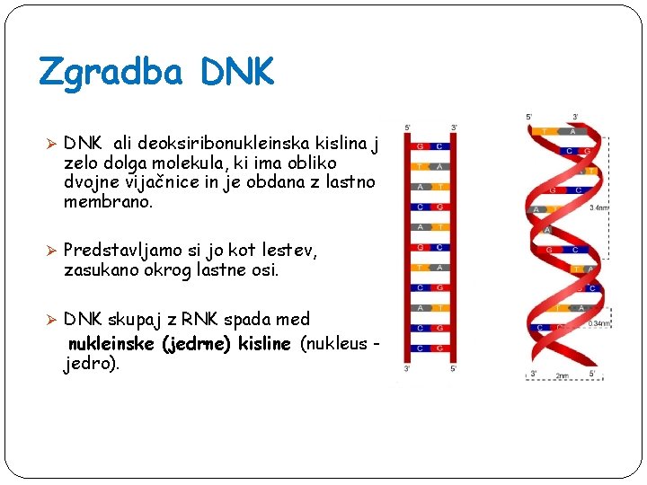 Zgradba DNK Ø DNK ali deoksiribonukleinska kislina je zelo dolga molekula, ki ima obliko