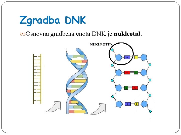 Zgradba DNK Osnovna gradbena enota DNK je nukleotid. 