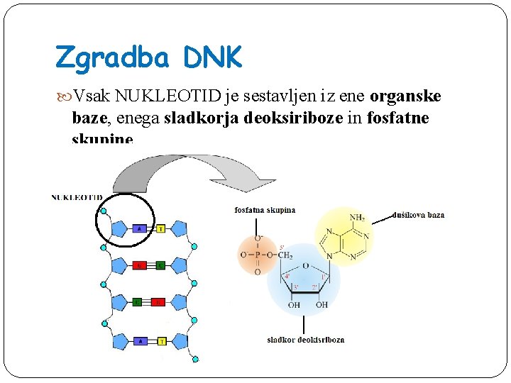 Zgradba DNK Vsak NUKLEOTID je sestavljen iz ene organske baze, enega sladkorja deoksiriboze in