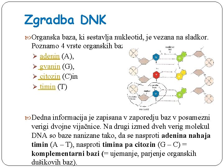 Zgradba DNK Organska baza, ki sestavlja nukleotid, je vezana na sladkor. Poznamo 4 vrste